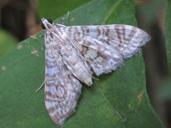 Glyphodes onychinalis