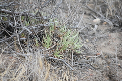 Dudleya edulis