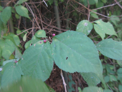 Callicarpa