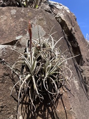 Tillandsia uruguayensis