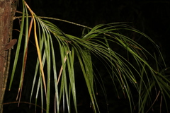 Freycinetia excelsa