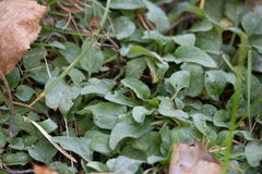 Prunella vulgaris