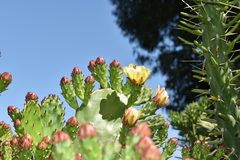 Opuntia monacantha