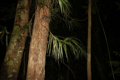 Freycinetia excelsa