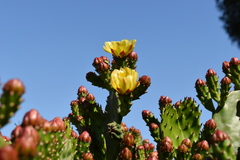 Opuntia monacantha