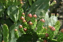 Opuntia monacantha