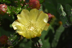 Opuntia monacantha