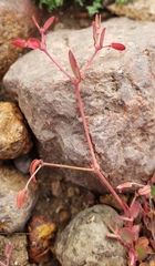 Euphorbia villifera