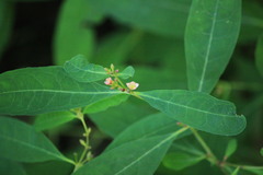 Hypericum walteri