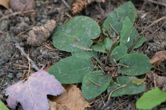 Hieracium lachenalii
