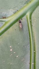 Teleopsis quadriguttata