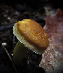 Cantharellus appalachiensis
