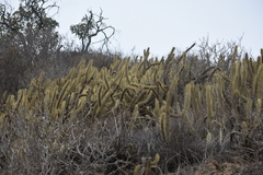 Bergerocactus emoryi