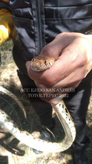 Pituophis deppei
