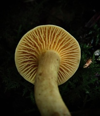 Cantharellus appalachiensis