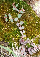 Euphorbia villifera