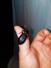 Odontotaenius