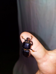 Odontotaenius