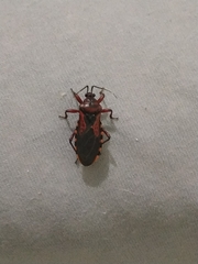 Brontostoma colossus