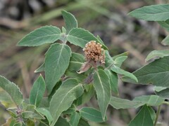 Monarda fistulosa