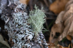 Usnea