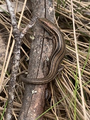 Pseudemoia pagenstecheri