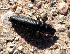 Carabina
