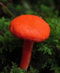 Cantharellus cinnabarinus