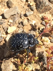 Gyriosomus maculatus