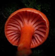 Cantharellus cinnabarinus