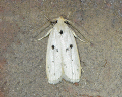 Scythropiodes issikii