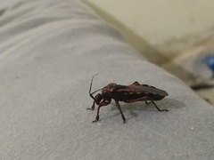 Brontostoma colossus