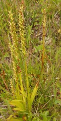 Platanthera huronensis