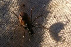 Taracus pallipes
