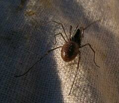 Taracus pallipes