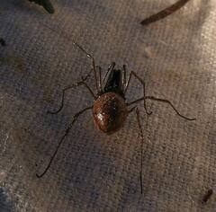 Taracus pallipes
