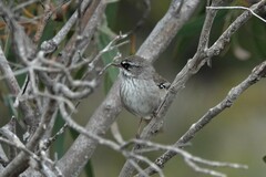 Sericornis maculatus