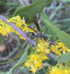 Polistes fuscatus