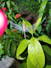 Bradinopyga geminata