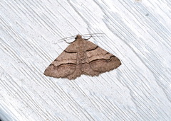 Digrammia continuata