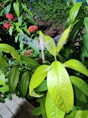 Bradinopyga geminata