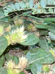 Alternanthera pungens