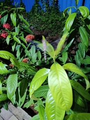 Bradinopyga geminata