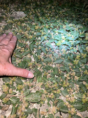 Alternanthera pungens