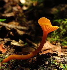Cantharellus minor