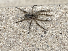 Dolomedes albineus
