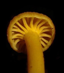 Cantharellus minor