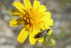 Epicauta heterodera