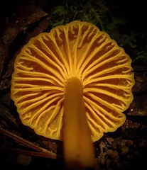 Cantharellus minor