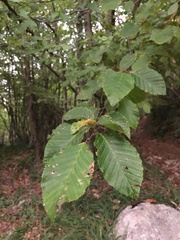Carpinus betulus